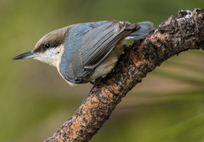 Bird Hike