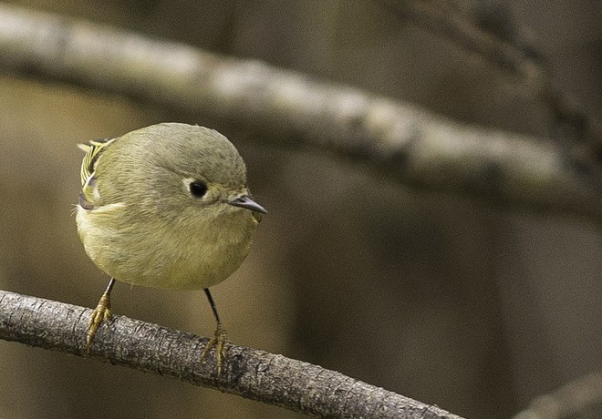 Bird Walk