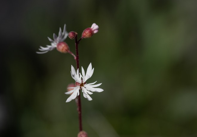 Early Wildflower Hike