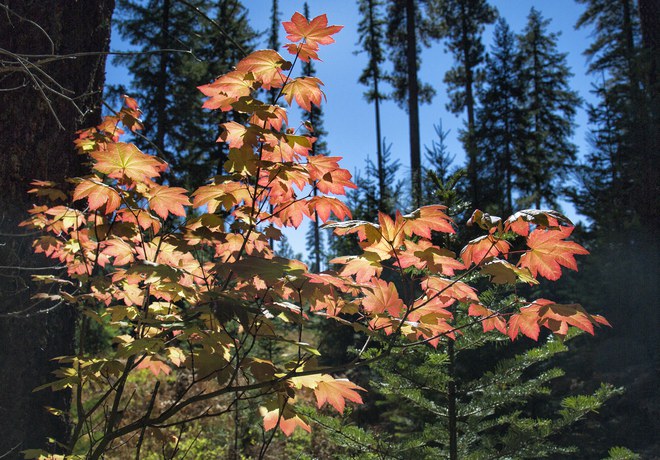 Fall Colors Walk