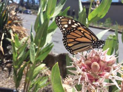 A monarch butterfly sits atop showy milkweed. Photo: Land Trust.