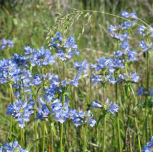 Rydberg's penstemon. Photo: Clearwater Native Plant Nursery.