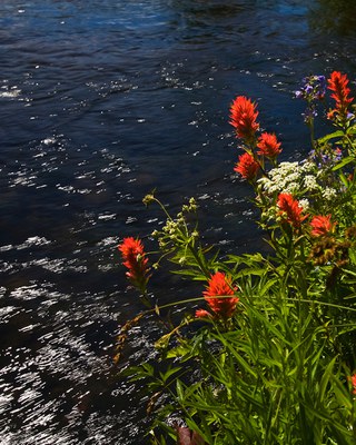 Paintbrush blooms along Spring Creek. Photo: Jay Mather.