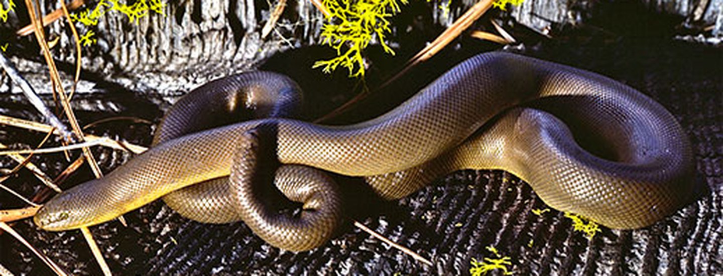 Boa snake spotted by hikers on popular hiking trail