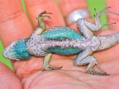 How to Take Care of a Blue Belly Lizard