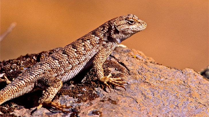 What Are Those Blue Bellied Lizards Deschutes Land Trust