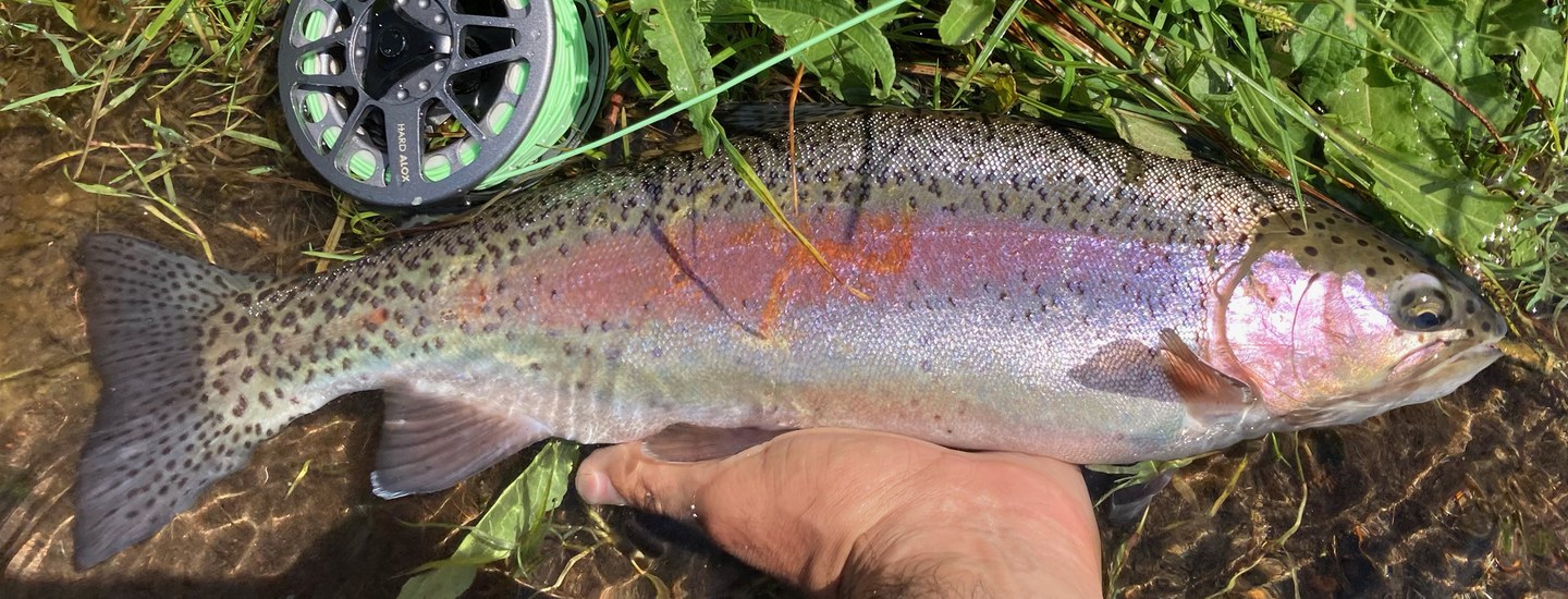 The Crooked River: Home Of Redband Rainbow Trout - Fly Fisherman