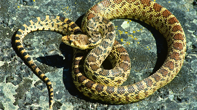 can a gopher snake kill a dog