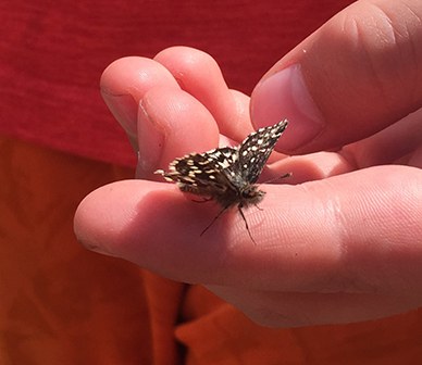 A two-banded checkered skipper rests on a hand at the Metolius Preserve. Photo: Land Trust.