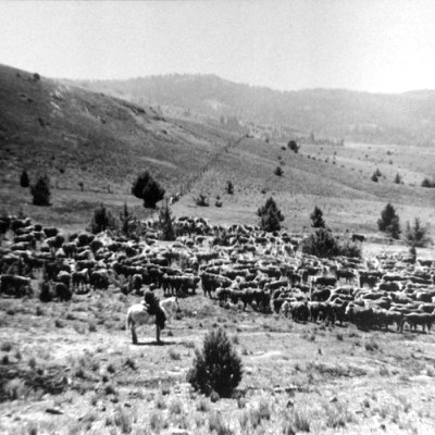 Central Oregon cattle drive. Photo: Bowman Museum.