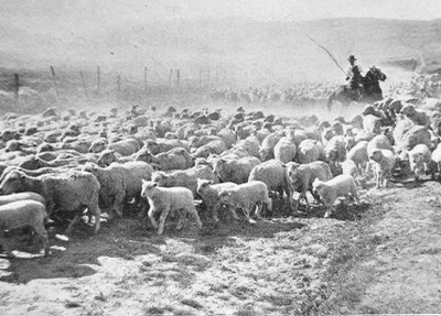 Sheep on their summer pasture in 1914. Photo: Bowman Museum.