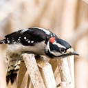 JW.COWildlife_2013_06_11_downy woodpecker_MG_4565-2-2-Edit_tv_700px.jpg