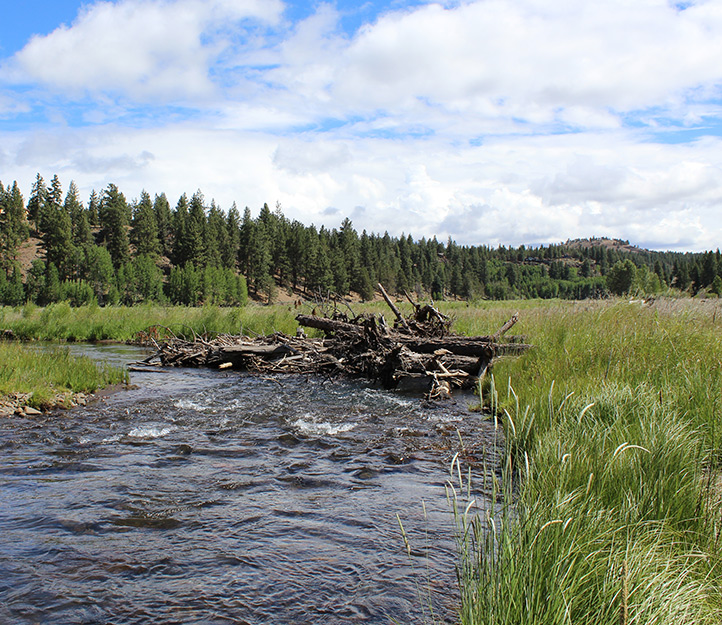 Wood is Good -- The importance of woody debris in streams — Deschutes ...