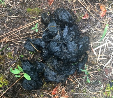 Nature at Home: All About Scat — Deschutes Land Trust