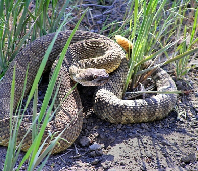 Rattlesnakes in Central Oregon — Deschutes Land Trust