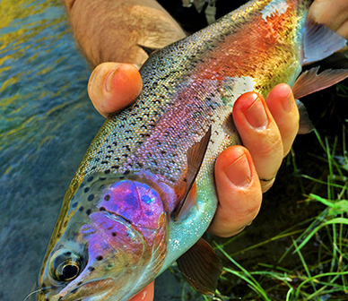 All You Wanted To Know: Redband Trout - Trout Unlimited