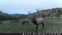 Central Oregon Wildlife Olympians