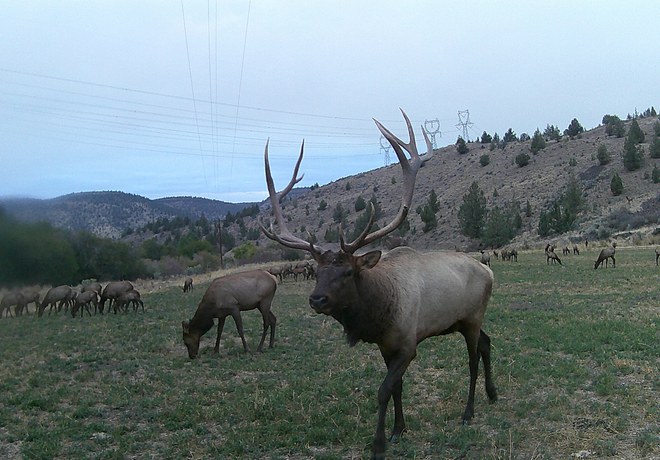 Central Oregon Wildlife Olympians