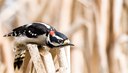 Woodpeckers of Central Oregon