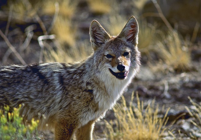 Late Summer and Fall Wildlife Wanderings