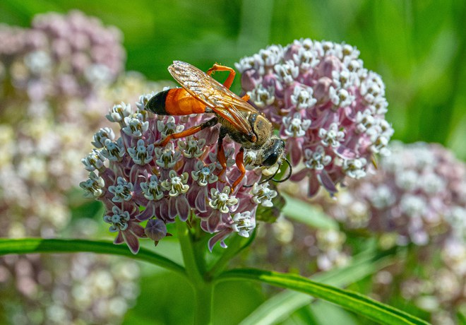 Species Spotlight: Great Golden Digger Wasp