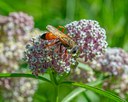 Species Spotlight: Great Golden Digger Wasp