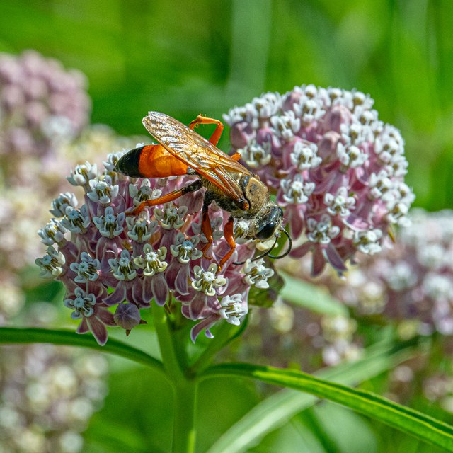 Species Spotlight: Great Golden Digger Wasp