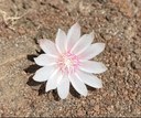 May Wildflowers in Central Oregon