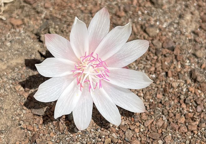 May Wildflowers in Central Oregon