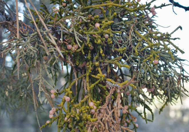 The Mysteries of Mistletoe: More than a Festive Guest