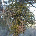 The Mysteries of Mistletoe: More than a Festive Guest