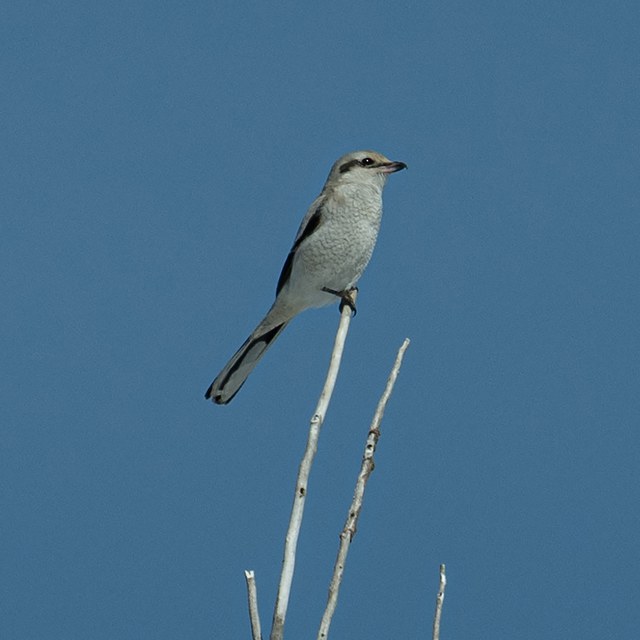 Shrikes: The Butchers of the Meadowlands!