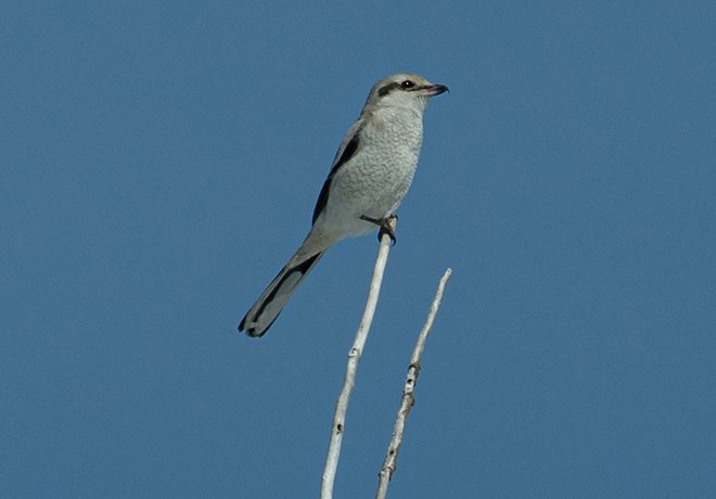 Shrikes: The Butchers of the Meadowlands!