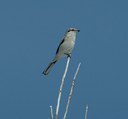 Shrikes: The Butchers of the Meadowlands!