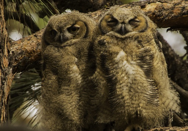 Fuzzy Valentines from Deschutes Land Trust