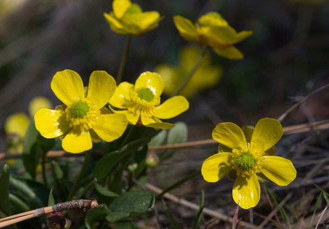 March Madness: Wildflower Edition