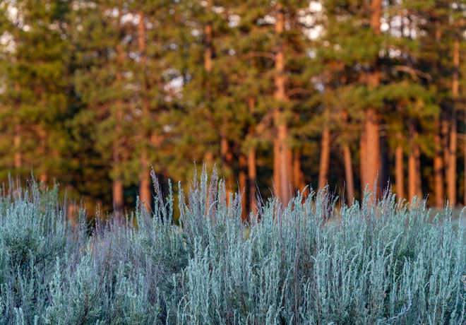 Understanding Central Oregon's Sagebrush Grasslands