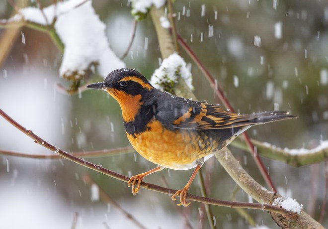 Winter Wildlife Wanderings