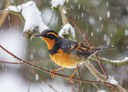 Winter Wildlife Wanderings