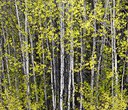 Protecting Aspens at Indian Ford Meadow Preserve