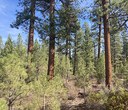 Forest Restoration Efforts at Hopkins-Young Special Management Area