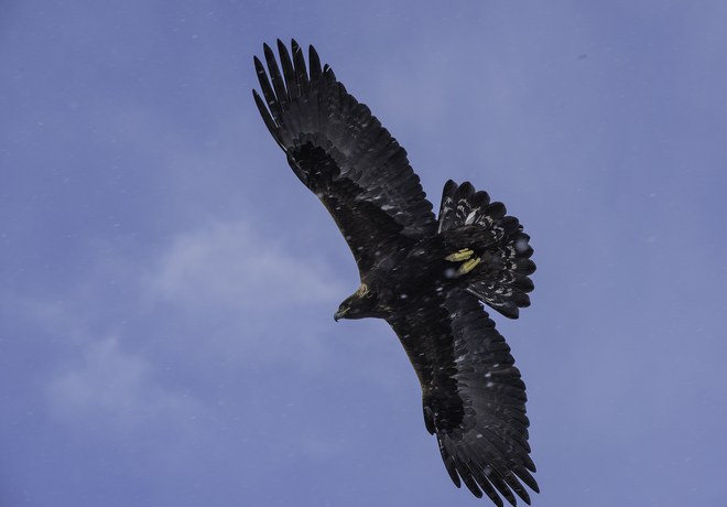 Golden Eagle Nest Update