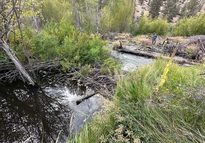 Beavers Create New Dam at Rimrock Ranch