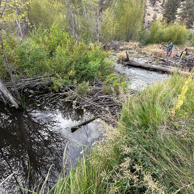 Beavers Create New Dam at Rimrock Ranch