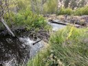 Beavers Create New Dam at Rimrock Ranch