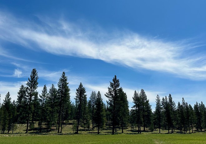 Forest Restoration Planned for Paulina Creek Preserve