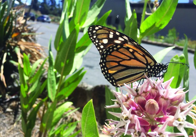 The Bulletin on planting milkweed to help western monarch butterflies