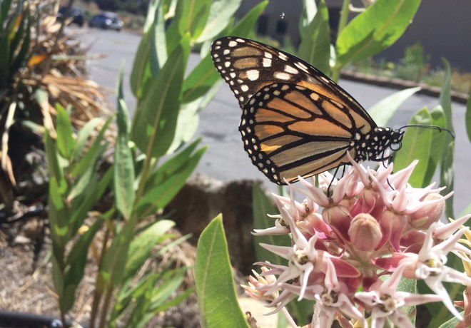 The Bulletin reports on planting milkweed to help western monarch butterflies