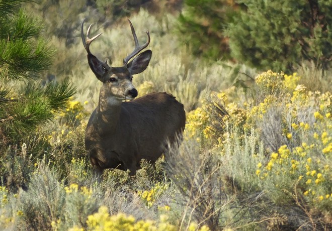 Helping Wildlife Cross Safely