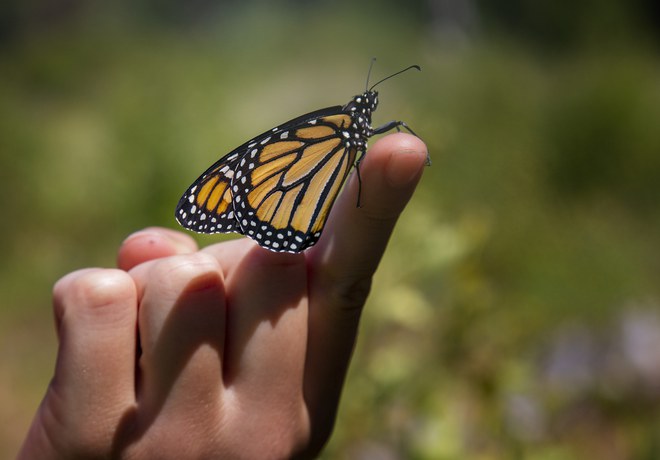 Monarch Butterflies Proposed for Endangered Species Listing